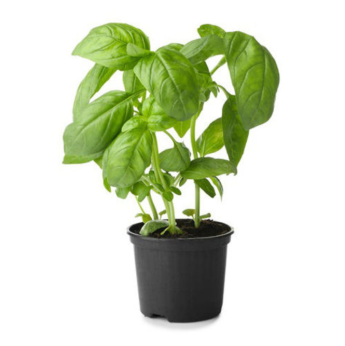 Buy Basil Pot Online