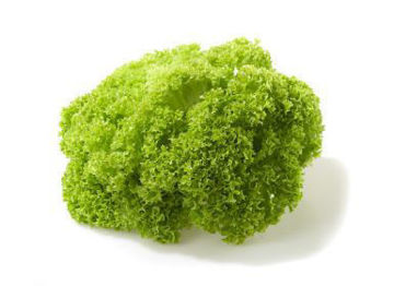 Buy Lollo Bionda Online